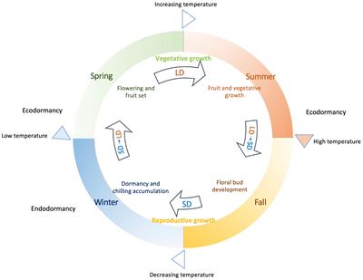 Regulatory frameworks involved in the floral induction, formation and developmental programming of woody horticultural plants: a case study on blueberries